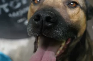 Perro