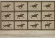 Caballo