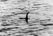 Loch Ness