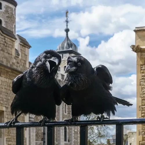 Cuervos