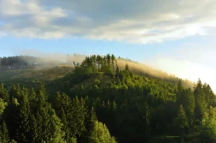 Harz