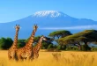 Kilimanjaro