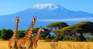 Kilimanjaro