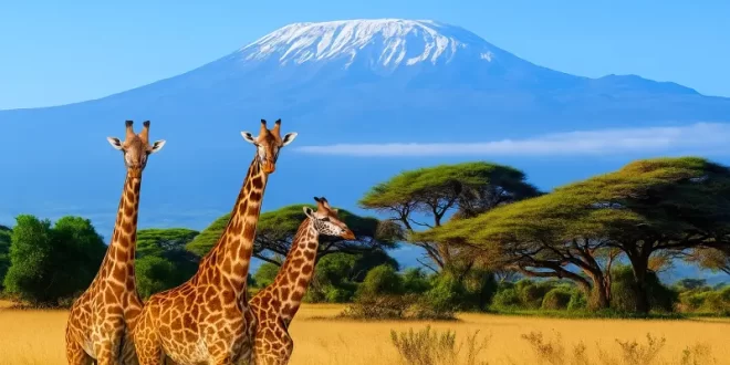 Kilimanjaro