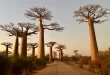 Avenida de los Baobabs