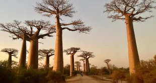 Avenida de los Baobabs