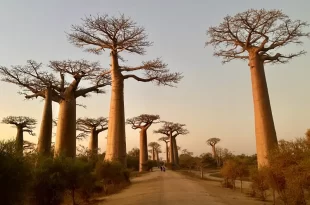 Avenida de los Baobabs