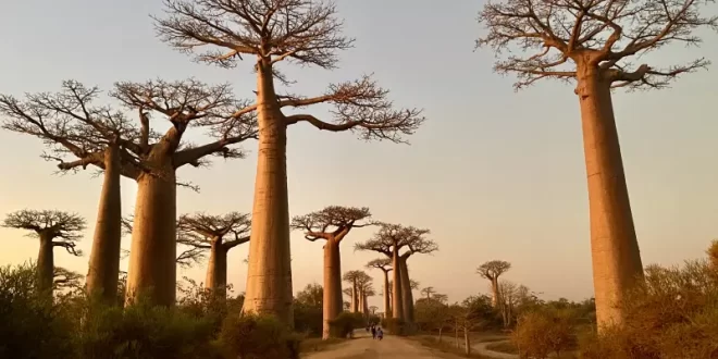 Avenida de los Baobabs