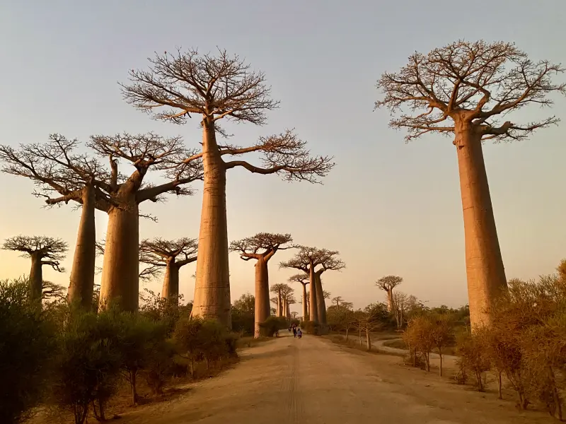 Avenida de los Baobabs
