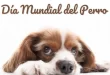 Perro