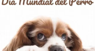Perro
