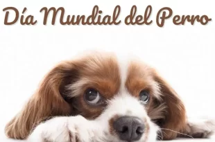Perro