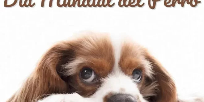 Perro