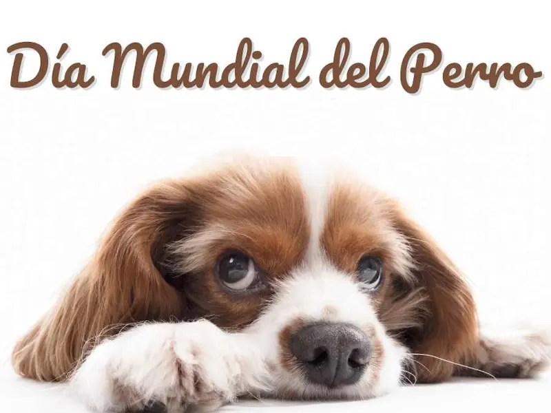 Perro