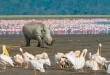 Lago Nakuru