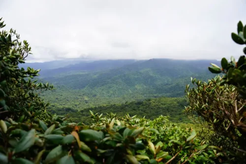 Monteverde