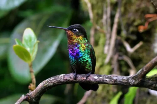 Monteverde