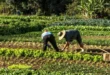 Agricultura