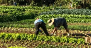 Agricultura